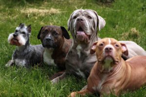 Dog Psychology and Training Center