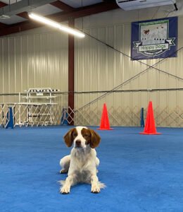 Happy Dogs Training Center