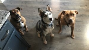Back to Basics Dog Training