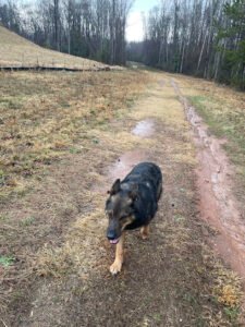 Off Leash K9 Training Columbia