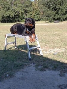 Tru Mission K9s LLC