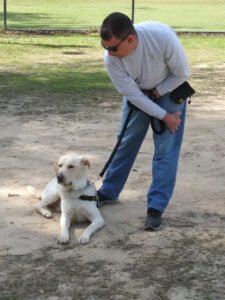 Tier Garden, Inc., Top Tier Dog Training