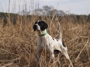 Rockin Robin Kennel & Outfitters