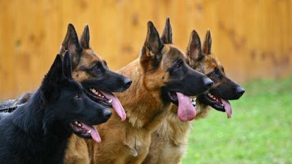 Harrison K-9*