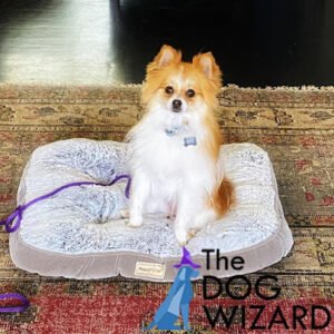 The Dog Wizard