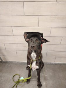 PetSmart Dog Training