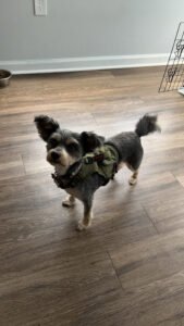 PetSmart Dog Training