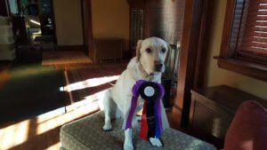 K9 Nose Sports