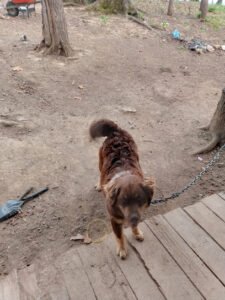 Harpeth River Kennels