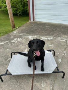 Major Wags Training Academy