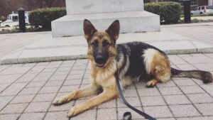 Custom Canine Companion