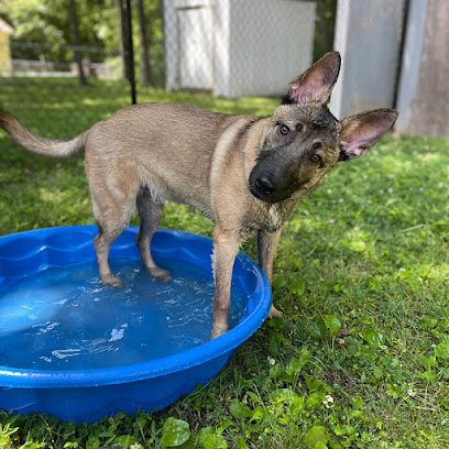 4 Paws Canine Training