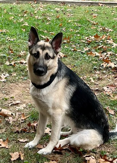 Off Leash K9 Training, LLC