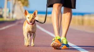 MLK9 Dog Training