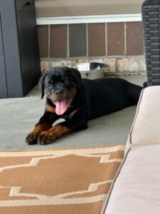 Ridgeside K9 Knoxville