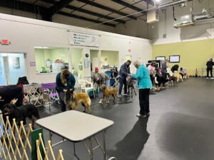Murfreesboro Obedience Training Club