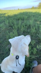 Cour’s Retrievers