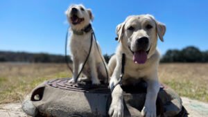 A Better Bond Dog Training