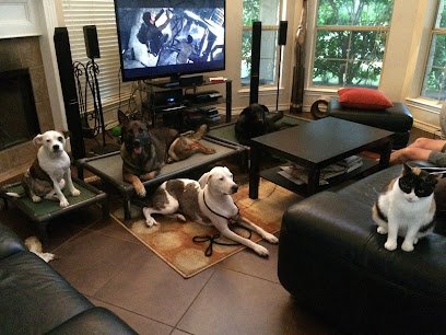 Cat For Dogs Training LLC