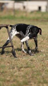 High Boot Hunting Dogs LLC