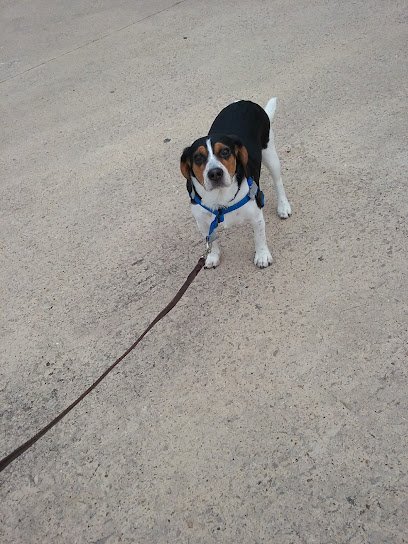 TDS Canine Solutions