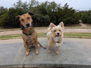 The Stellar Dog, LLC