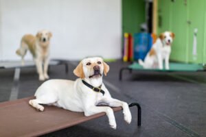 Quinntastic Dog Training