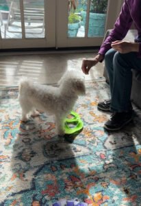Wholistic Woofers & Co. Dog & Cat Training
