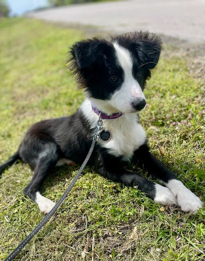 Puppy Adventure Academy