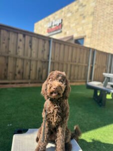 All Dogs Unleashed Dog Training Fort Worth