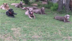DLime Ranch Silver Lab Puppies for SALE