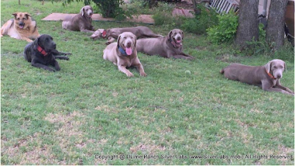 DLime Ranch Silver Lab Puppies for SALE