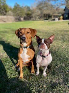 Shuster K9 Academy