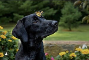 Blazing Gundogs, LLC.