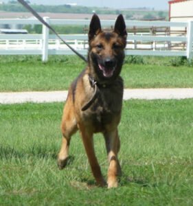Kaliber Canine, LLC