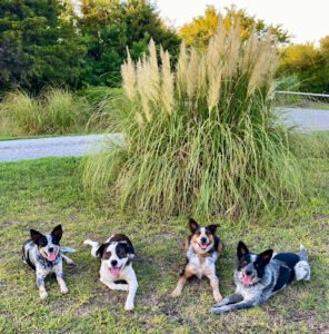 Goode Paws Academy