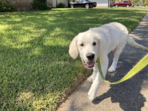 K10 Professional Dog Training LLC