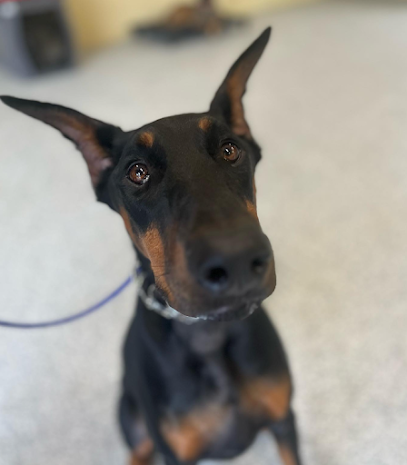 Cowboy K9 Academy
