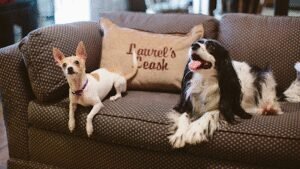 Laurel’s Leash Dog Training