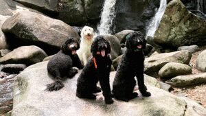 River’s Edge Dog Academy LLC