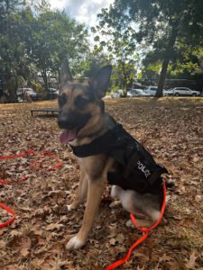 Progressive Dog Training