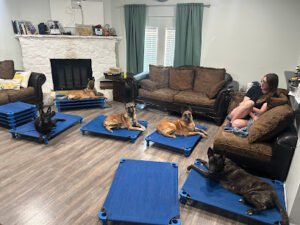 JR K9 Dog Training