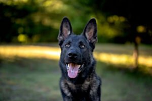 Canine Protection International