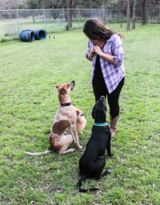 Conscious Dog Training