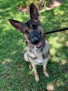 Lone Star K9 Companion Training LLC.