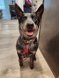 PetSmart Dog Training