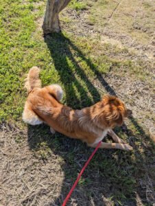 Top Dog Texas