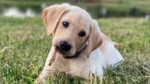 One Shot Retrievers