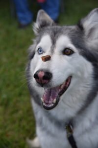 Canine Initiative Training