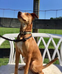 Liberty Ranch Canine